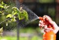 Как защитить растения в саду: важные нюансы для садоводов