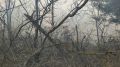 81 человек тушили пожар в Феодосийском лесоохотничьем хозяйстве