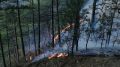 Под Ялтой в районе Боткинской тропы произошло возгорание лесной подстилки