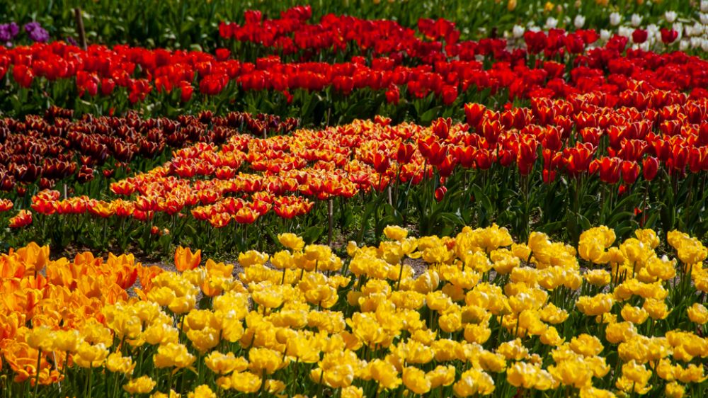 Тюльпаны идут к вам: ялтинским медикам вручили цветы из Никитского ботанического сада