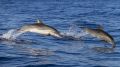 Экологи обнаружили у погибших в Крыму дельфинов превышение ПДК ртути в 550 раз