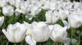Никитский ботсад подарит медикам цветы с Парада тюльпанов