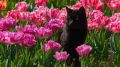 Тюльпаны Никитского ботанического сада «пришли» к сотрудникам ялтинских медучреждений