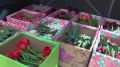 Никитский ботанический сад подарил тюльпаны ялтинским медикам