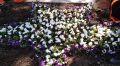 Почти две тысячи цветов высажено на воинских мемориалах Симферополя