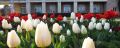 В Никитском ботаническом саду решили срезать цветы с парада тюльпанов и подарить медикам