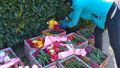 В Крыму тюльпаны из ботанического сада срезают в подарок врачам