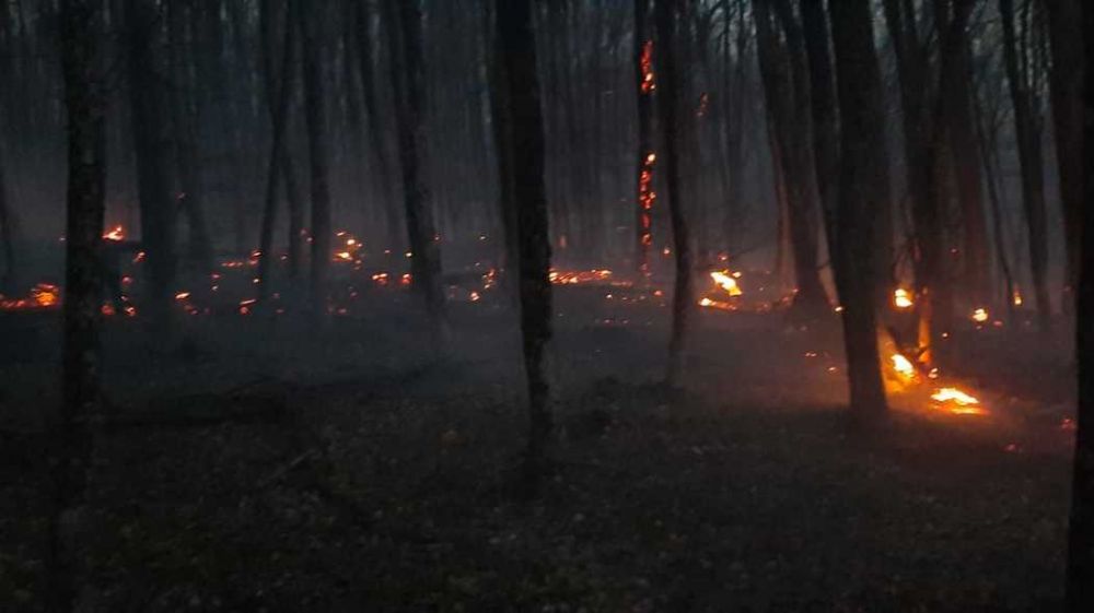 На территории Старокрымского лесничества ликвидирован лесной пожар