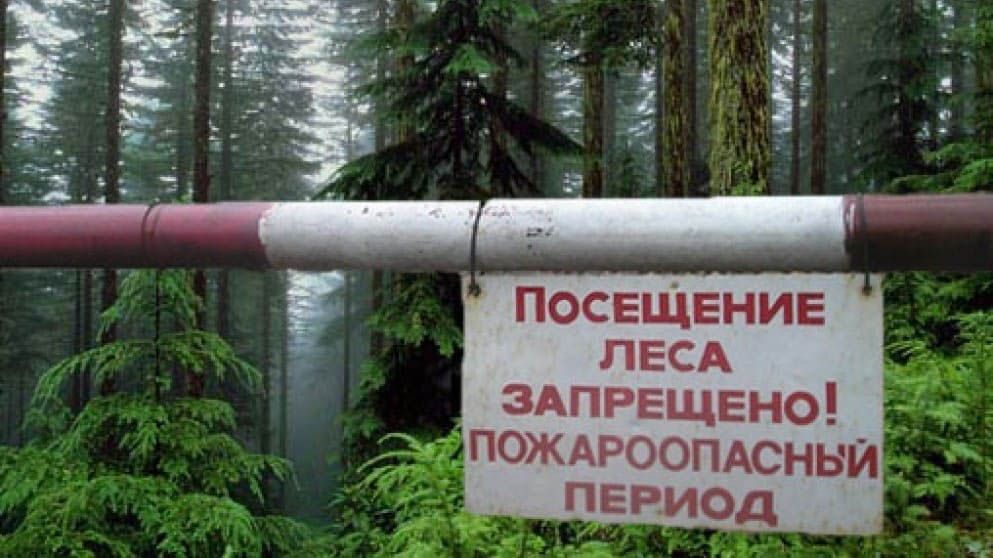 В Крыму введены ограничения на посещение лесов