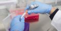 Лаборатория «Гемотест» приостановила платное тестирование на коронавирус в Крыму