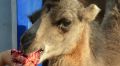 Меценаты помогают кормить животных зооуголка в Симферополе, закрытого из-за коронавируса