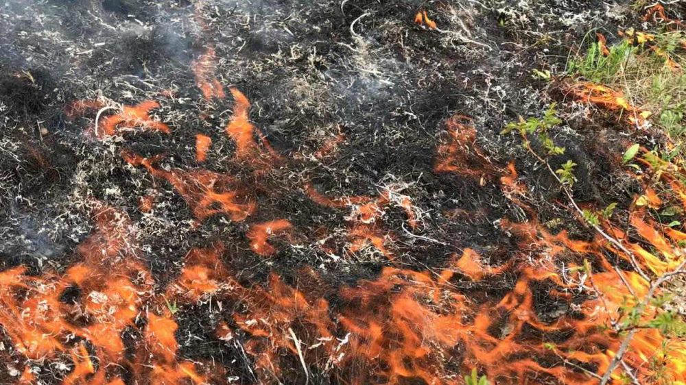 На территории Симферопольского участкового лесничества локализован лесной пожар