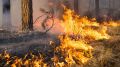 Сергей Шахов: На прошедших выходных ликвидировано 4 лесных пожара