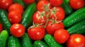 Аграрии Крыма собрали свыше 1 570 тонн тепличных овощей  