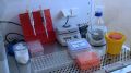 В Севастополе заработает лаборатория для проведения тестов на коронавирус