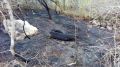 За прошедшие выходные сотрудники ГАУ РК «Алуштинское лесное хозяйство» ликвидировали 4 возгорания