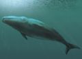 В Крыму обнаружили останки древних усатых китов