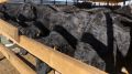 Государственные ветеринарные специалисты ГБУ РК «Белогорский ВЛПЦ» провели карантинирование 80 голов крупного рогатого скота