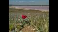 Краснокнижным тюльпанам в Крыму грозит уничтожение