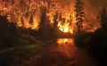В районе Ялты загорелся лесной массив