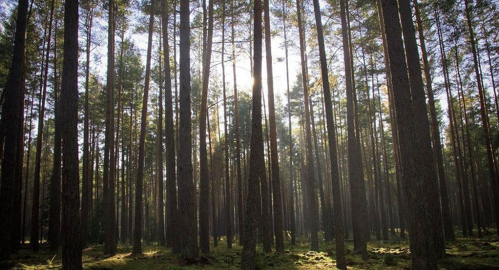 В Крыму на майские праздники закроют леса для посещения