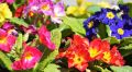 Тысячи цветов высадят в Детском парке Симферополя к майским праздникам