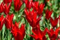 В Никитском саду выбран генерал Парада тюльпанов