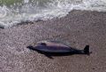 На набережной в Новофедоровке обнаружили трупы двух дельфинов