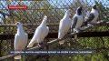 Любовь и голуби в Андреевке – удивительное увлечение сельского жителя