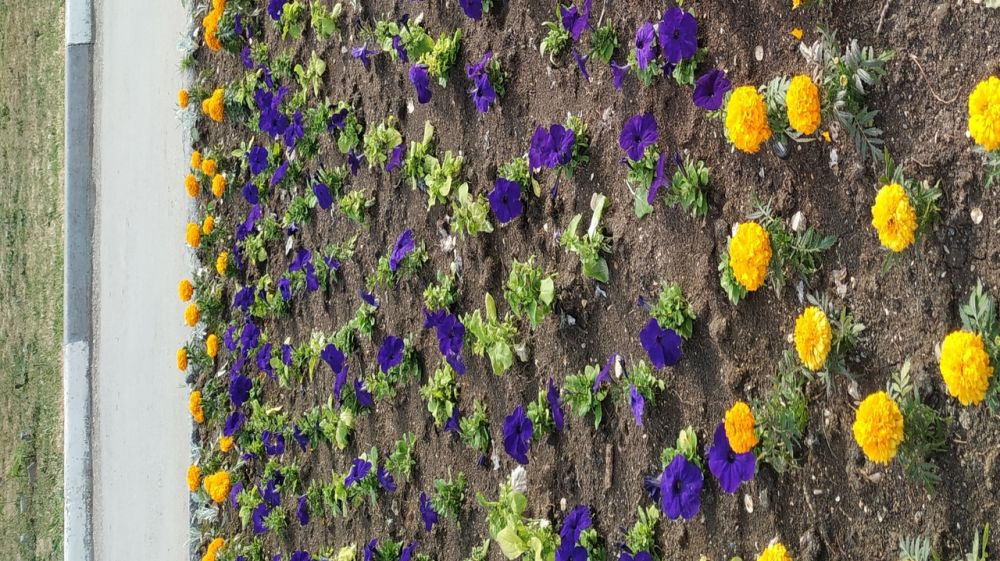 Очередная кража цветов с городских клумб в Феодосии