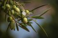 К 2025 году в Крыму планируют получить первый промышленный урожай оливок