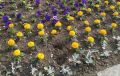 В Феодосии вандалы украли цветы на городской набережной