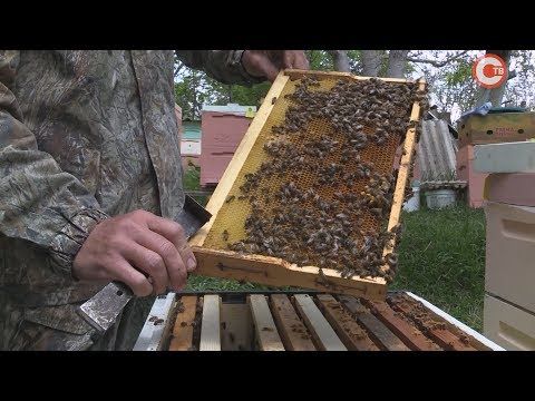 Видео по пчеловодству