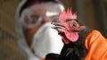 Специалисты Госкомветеринарии Крыма ГБУ РК «РСББЖ» продолжают профилактическую вакцинацию против Ньюкаслской болезни птиц