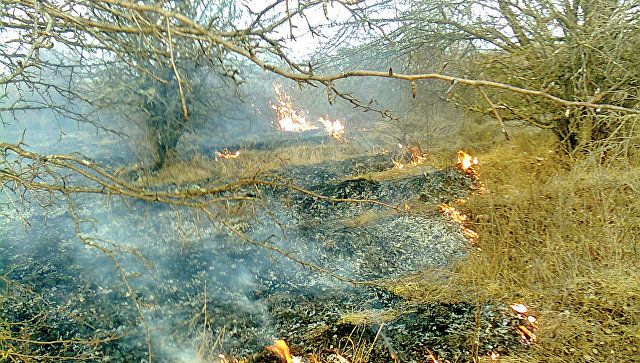 Из-за засухи в Крыму участились пожары и гибнут птицы – эколог