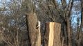 Строительная компания незаконно снесла более 700 деревьев на горе Клементьева