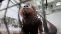 Купленные фирмой в Ялте моржи из "китовой тюрьмы" остаются под арестом