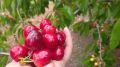 В Крыму поспел первый урожай черешни
