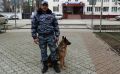 В Крыму полицейская собака Флаффи помогла разыскать автоугонщика