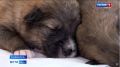 В Севастополе неизвестные заживо закопали новорожденных щенков