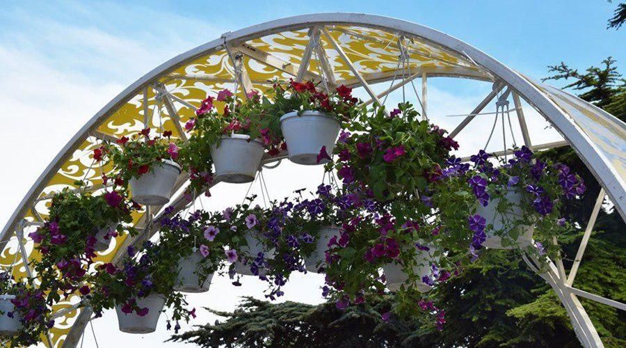 Почти 60 тысяч цветов будут высажены в Евпатории к началу курортного сезона