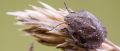 Опасное насекомое угрожает крымским посевам пшеницы