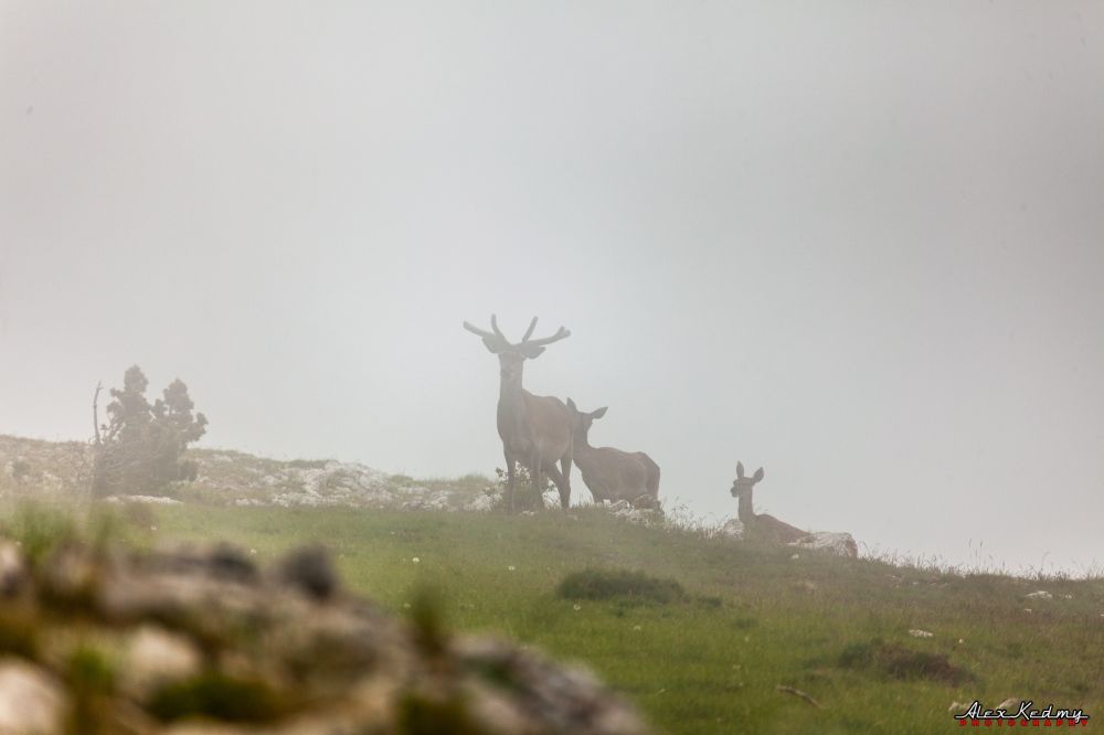 В горах над Гурзуфом замечена группа крымских оленей