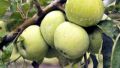 В крымской Грушевке будут выращивать яблоки