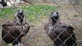 COVID помог: в Симферополе пара краснокнижных птиц принесла потомство
