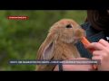 Новый парк кроликов появился недалеко от Севастополя
