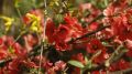 237 видов растений высадят в Севастополе ко Дню города