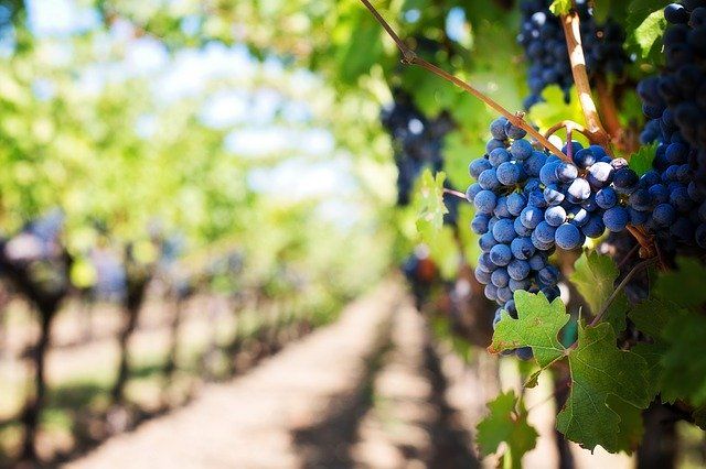 Как ухаживать за виноградной лозой летом - Лента новостей Крыма