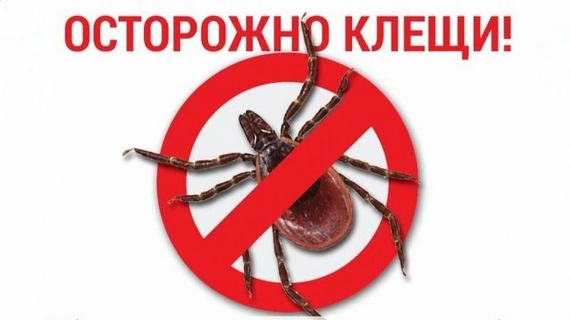МЧС Республики Крым предупреждает: на полуострове начался сезон активности клещей