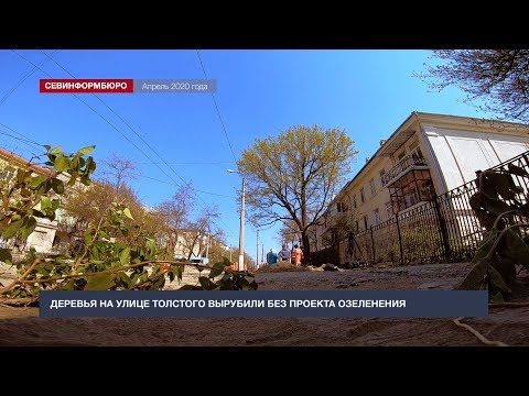 Деревья на улице Толстого вырубили без проекта озеленения